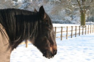Pony at Digswell Place RDA